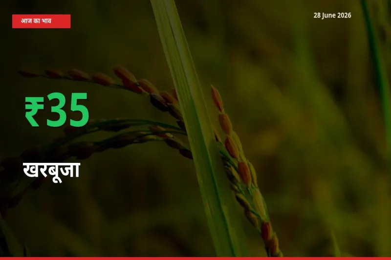 स्थानीय मंडी में खरबूजा के दाम अचानक 35.26% उछले, किसान सतर्क