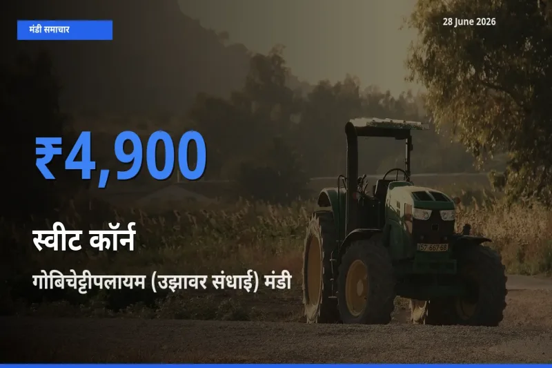 28 June अपडेट: स्वीट कॉर्न के सबसे ऊँचे दाम गोबिचेट्टीपलायम (उझावर संधाई) मंडी में