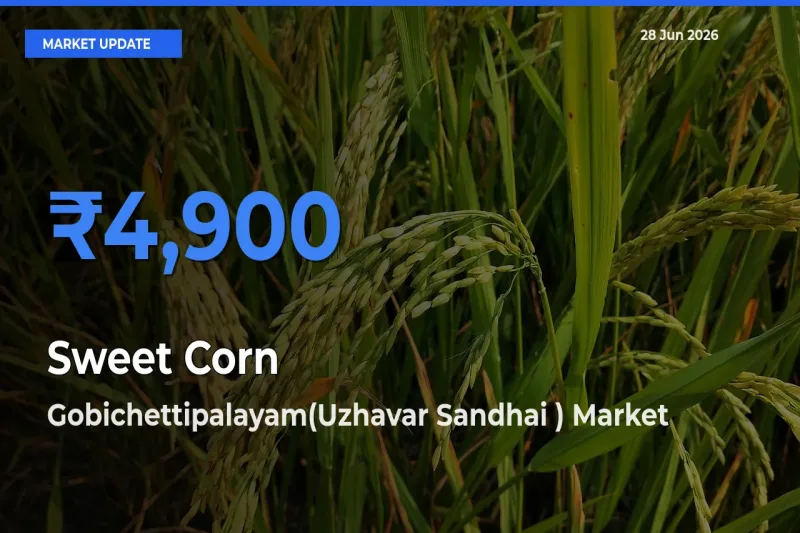 Sweet Corn  Mandi Rate Today: Gobichettipalayam(Uzhavar Sandhai ) Tops the List
