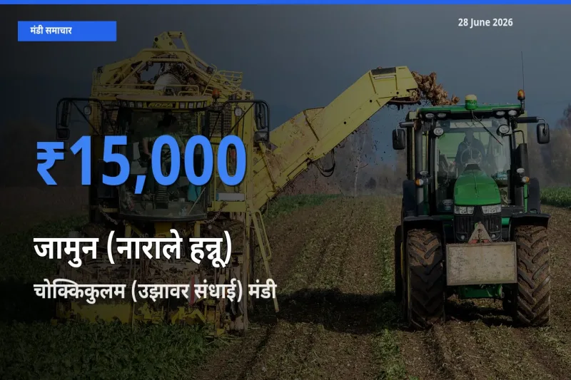 चोक्किकुलम (उझावर संधाई) मंडी में जामुन (नाराले हन्नू) ₹15,000 पर पहुँचा – आज का सर्वोच्च भाव