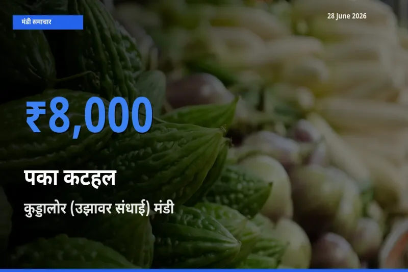 आज पका कटहल के सबसे ऊँचे दाम ₹8,000 कुड्डालोर (उझावर संधाई) मंडी में