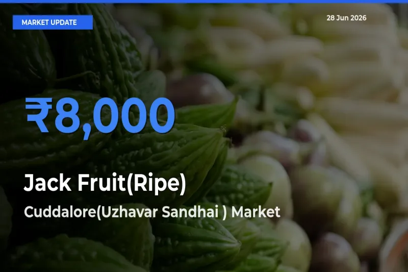 Cuddalore(Uzhavar Sandhai ) Records Highest ₹8,000 Rate for Jack Fruit(Ripe)