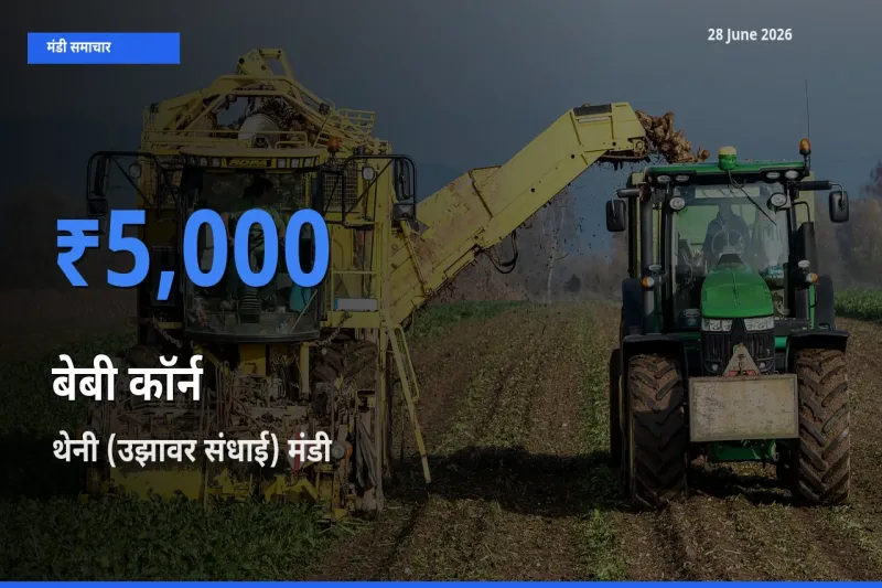 थेनी (उझावर संधाई) मंडी में बेबी कॉर्न ₹5,000 पर पहुँचा – आज का सर्वोच्च भाव