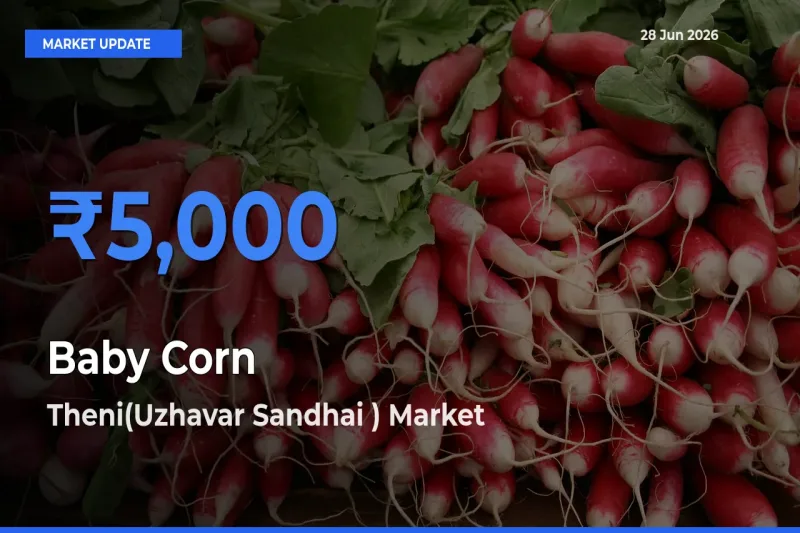 Theni(Uzhavar Sandhai ) Tops Baby Corn Mandi Rates Today