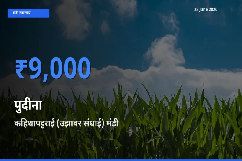 आज पुदीना के सबसे ज़्यादा दाम कहिथापट्टराई (उझावर संधाई) मंडी में दर्ज