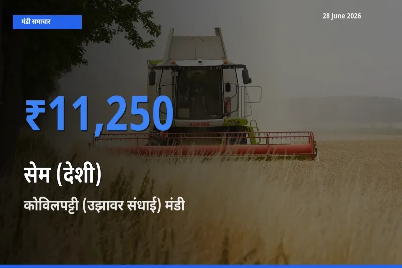 आज सेम (देशी) के सबसे ज़्यादा दाम कोविलपट्टी (उझावर संधाई) मंडी में दर्ज