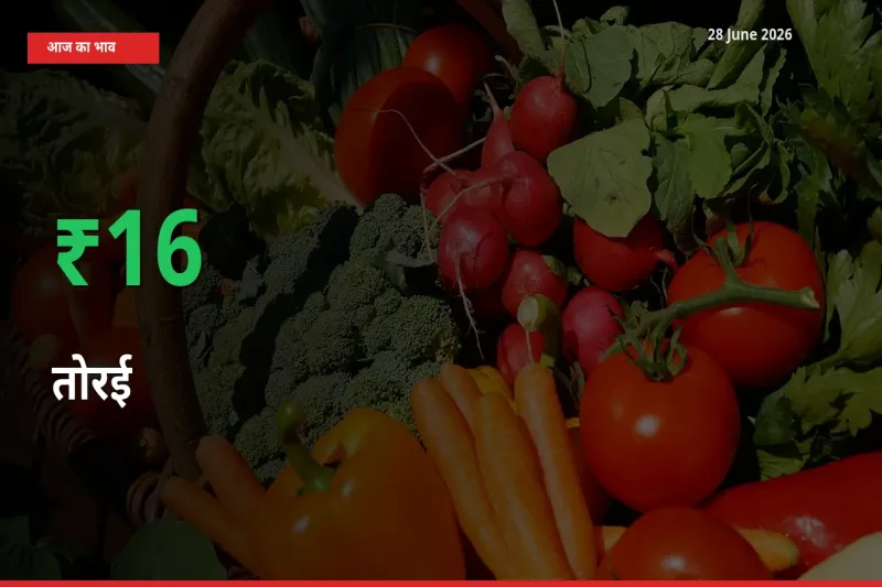 अचानक तेजी! मंडी में तोरई के दाम 15.51% चढ़े