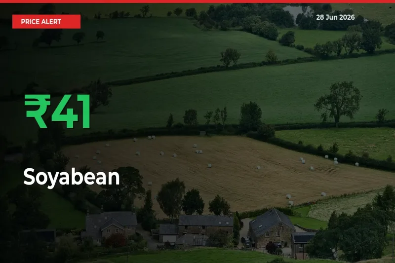 Farmers Cheer as Soyabean Prices Surge 40.59% in Local Mandis