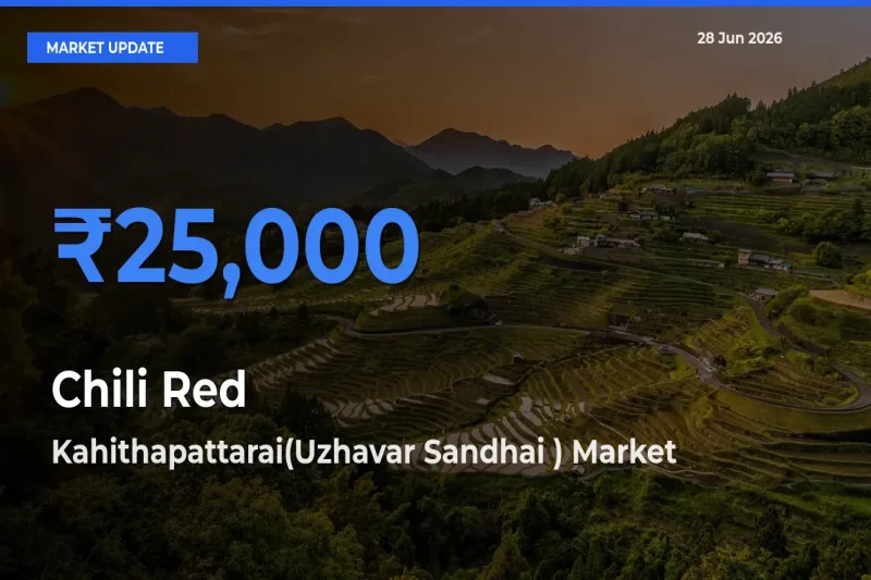 Kahithapattarai(Uzhavar Sandhai ) Leads as Top Mandi for Chili Red Prices