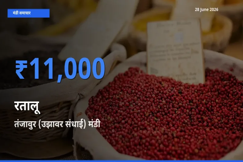 आज का मंडी भाव: रतालू के सबसे ज़्यादा दाम तंजावुर (उझावर संधाई) में