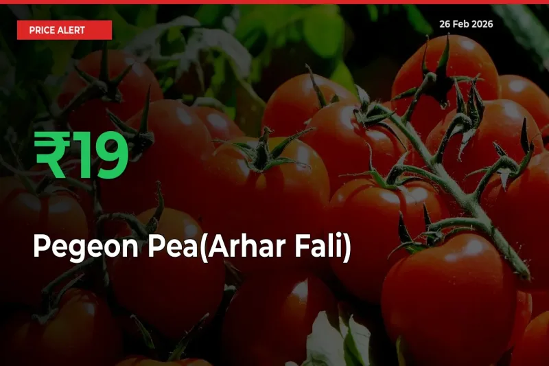 18.88% Spike in Pegeon Pea(Arhar Fali) Prices – Mandi Sees Sudden Rally