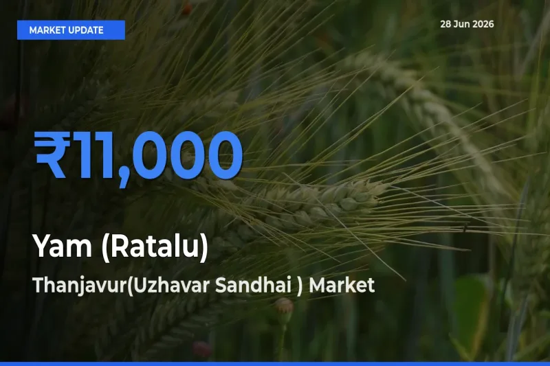 Thanjavur(Uzhavar Sandhai ) Offers ₹11,000 – Highest Yam (Ratalu) Rate Today