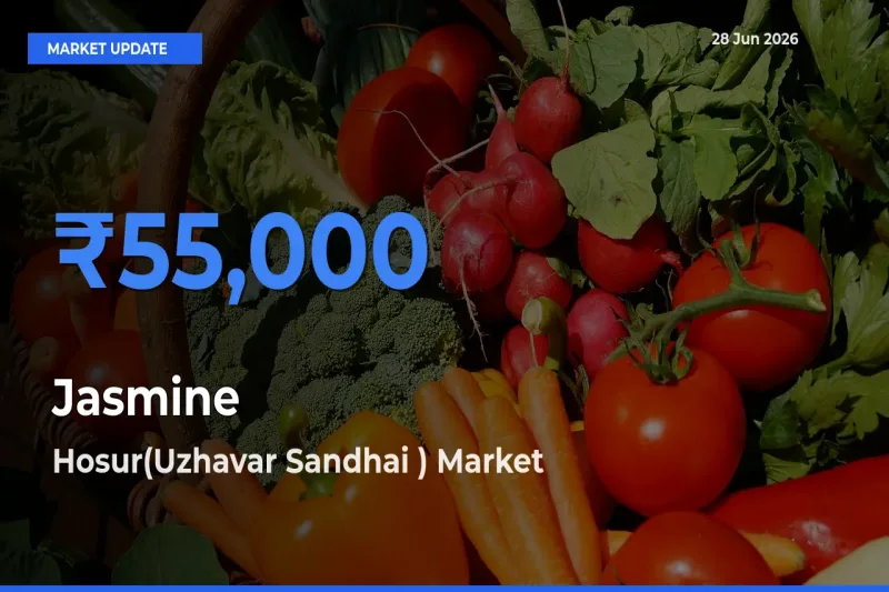 Top Performer! Hosur(Uzhavar Sandhai ) Offers Best Jasmine Price Today