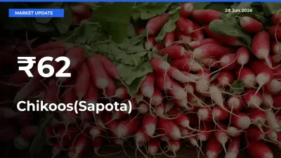 Chikoos(Sapota) Mandi Trend Today: Prices Shift Across Multiple Markets