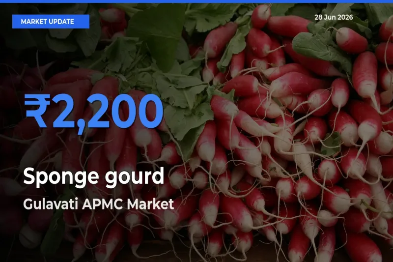 Farmers Prefer Gulavati APMC as Sponge gourd Hits Highest Rate