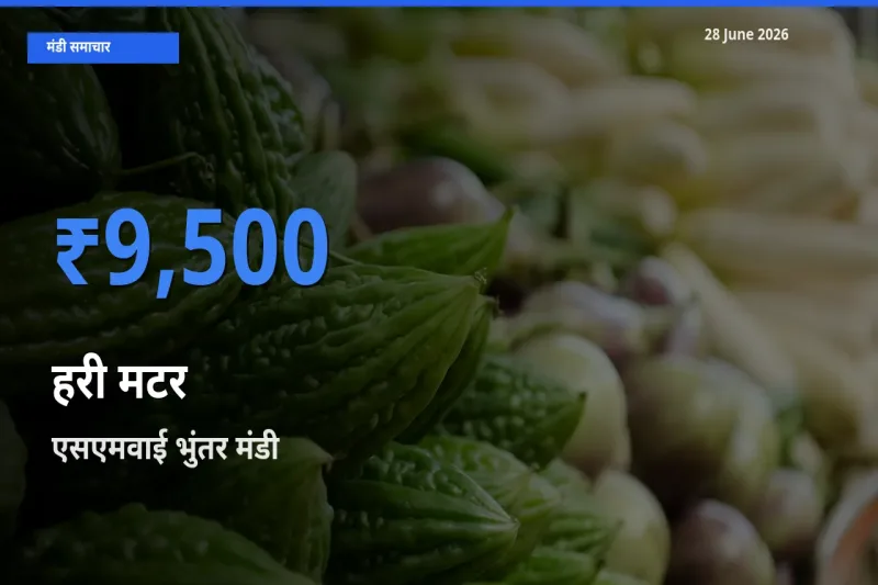 एसएमवाई भुंतर मंडी में हरी मटर ₹9,500 पर पहुँचा – आज का सर्वोच्च भाव