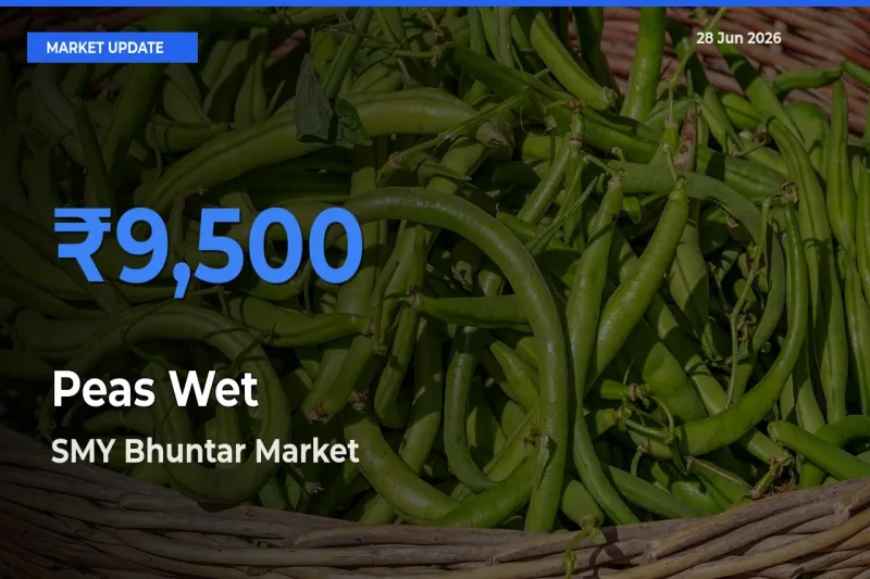 SMY Bhuntar Records Highest ₹9,500 Rate for Peas Wet