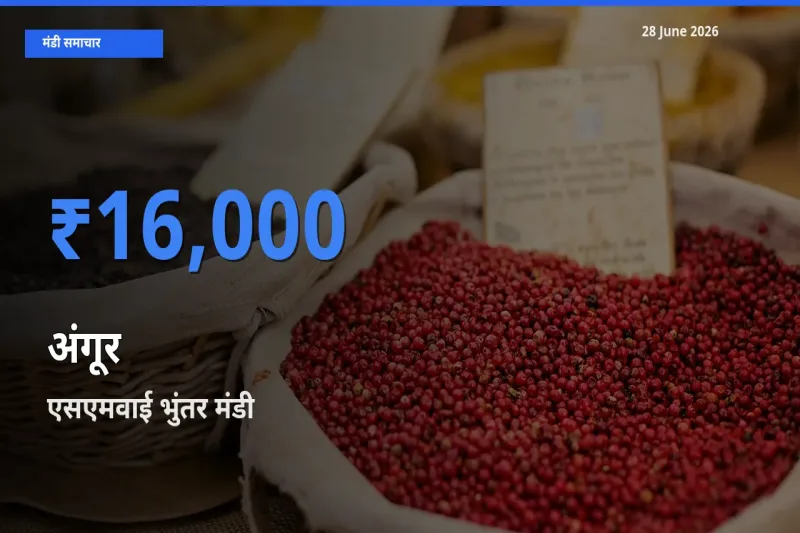एसएमवाई भुंतर मंडी में अंगूर ₹16,000 पर पहुँचा – आज का सर्वोच्च भाव