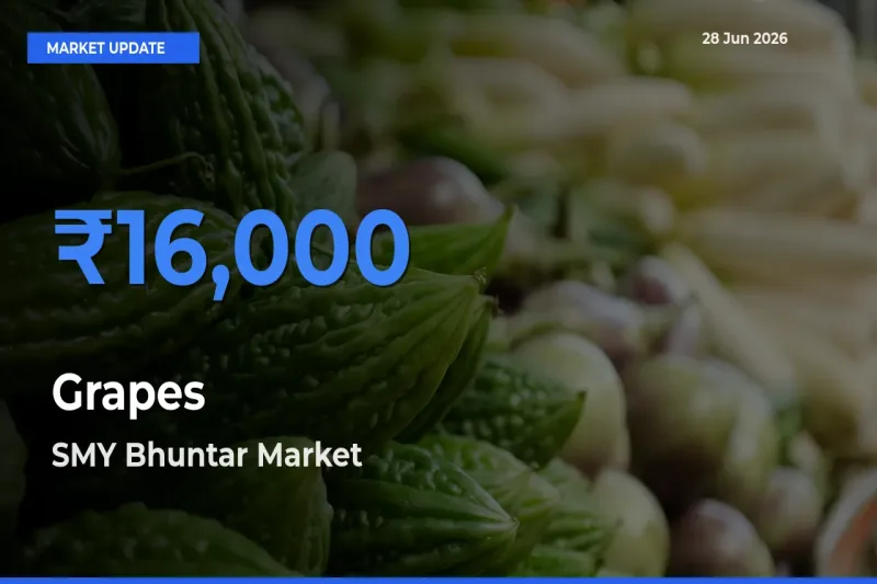 SMY Bhuntar Tops Grapes Rates – June 28 Market Update