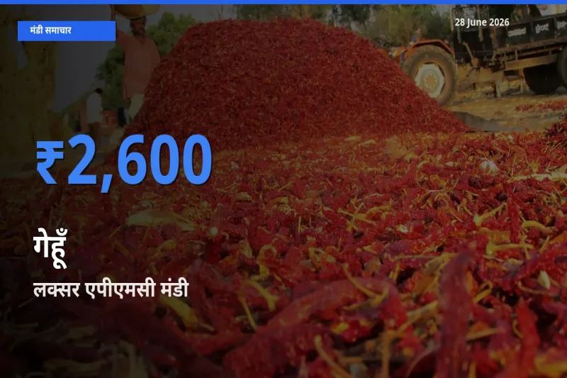 टॉप मंडी बना लक्सर एपीएमसी! गेहूँ के सबसे ऊँचे दाम यहीं दर्ज