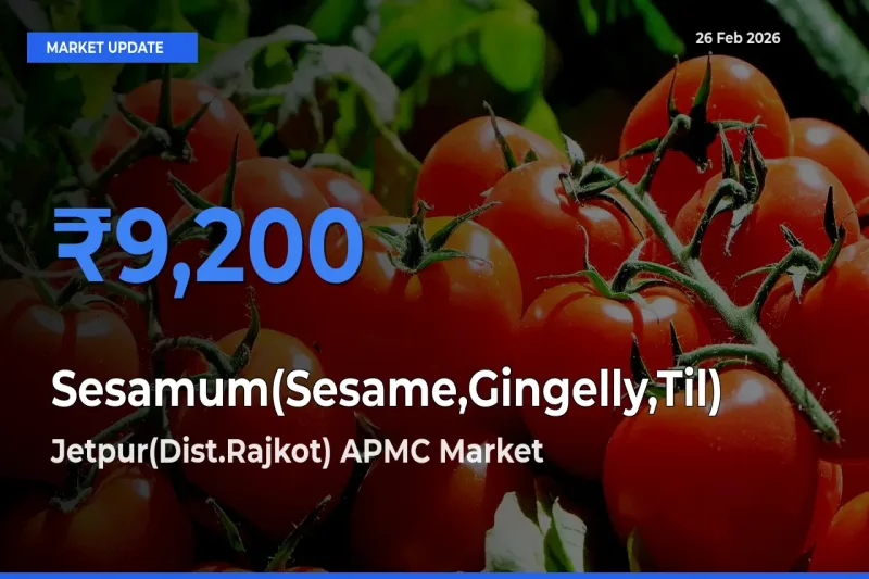 Jetpur(Dist.Rajkot) APMC Emerges as Top Mandi for Sesamum(Sesame,Gingelly,Til) Prices Today