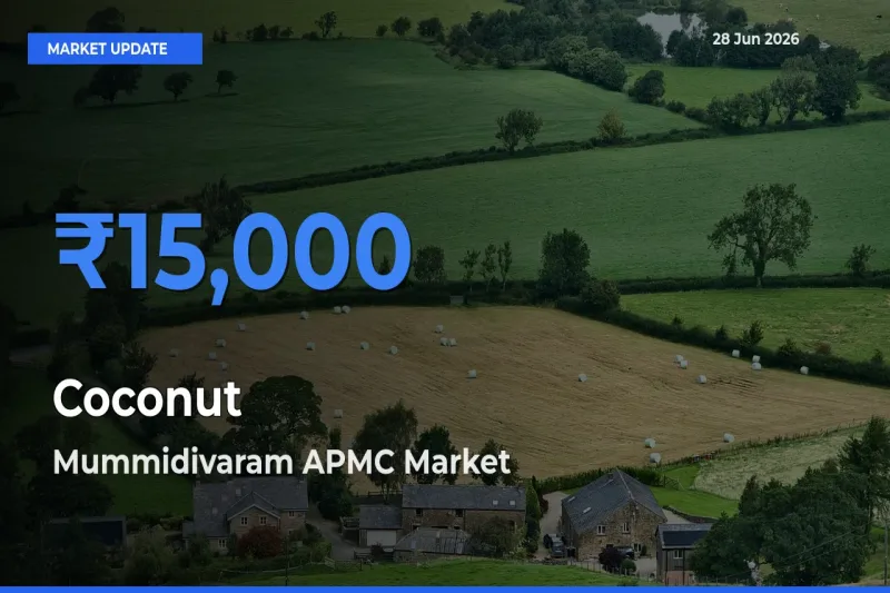Farmers Prefer Mummidivaram APMC as Coconut Hits Highest Rate