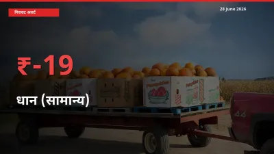 आज का मंडी भाव: धान (सामान्य) के दाम मंडी में 18.97% नीचे