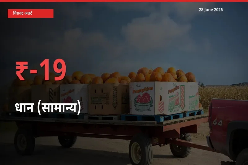 आज का मंडी भाव: धान (सामान्य) के दाम मंडी में 18.97% नीचे