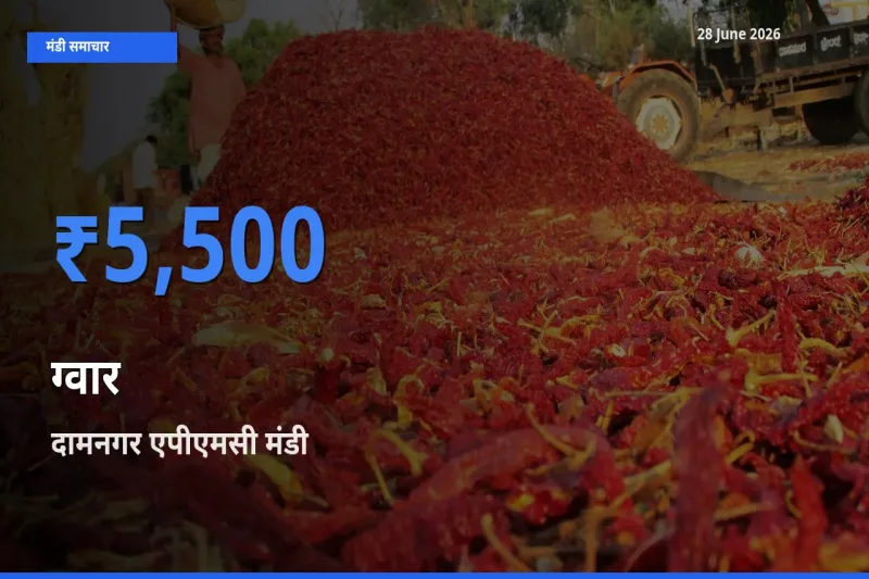 दामनगर एपीएमसी मंडी में ग्वार ₹5,500 पर पहुँचा – आज का सर्वोच्च भाव