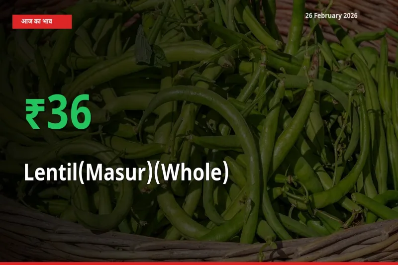 स्थानीय मंडी में Lentil(Masur)(Whole) के दाम अचानक 36.41% उछले, किसान सतर्क