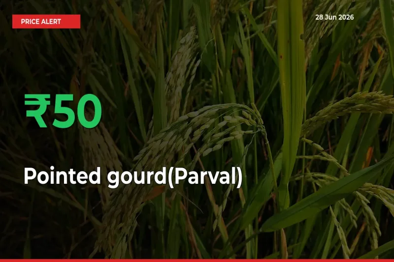 49.59% Spike in Pointed gourd(Parval) Prices – Mandi Sees Sudden Rally