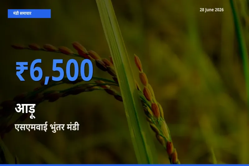 आज आड़ू के सबसे ज़्यादा दाम एसएमवाई भुंतर मंडी में दर्ज