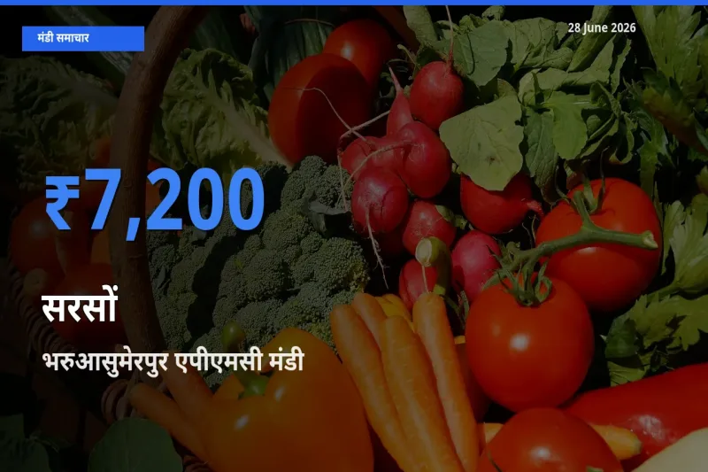 टॉप मंडी बना भरुआसुमेरपुर एपीएमसी! सरसों के सबसे ऊँचे दाम यहीं दर्ज