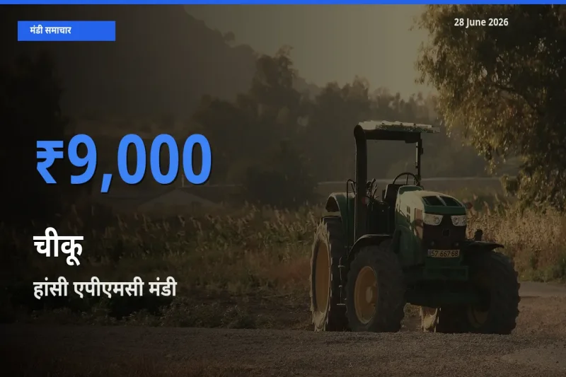 हांसी एपीएमसी मंडी में आज चीकू के सबसे ऊँचे दाम दर्ज