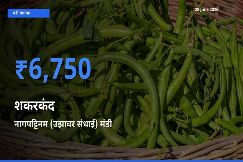 नागपट्टिनम (उझावर संधाई) मंडी में आज शकरकंद के सबसे ऊँचे दाम दर्ज