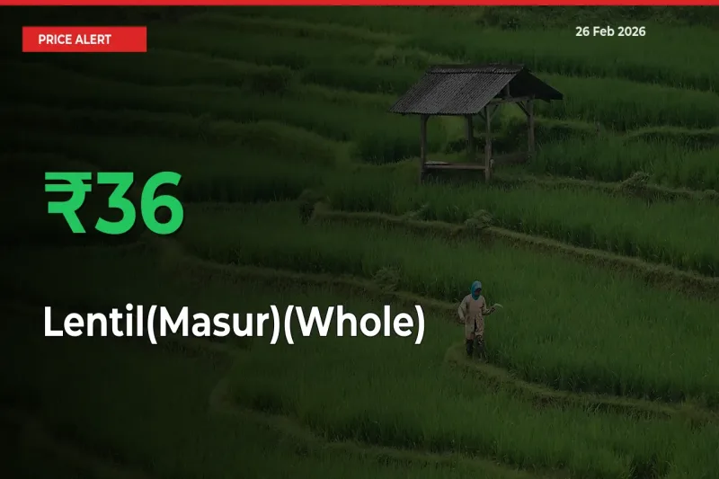 This Mandi Records 36.41% Jump in Lentil(Masur)(Whole) Prices