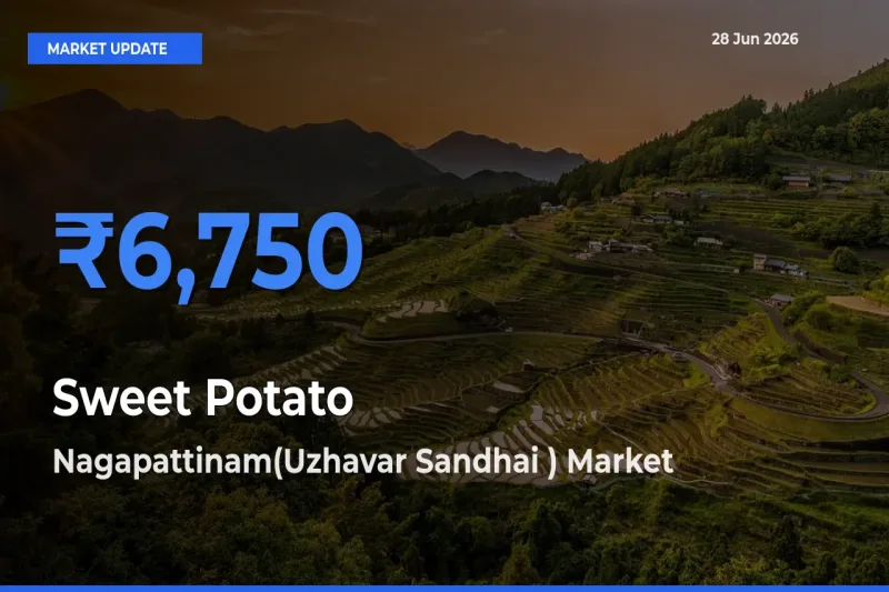 Nagapattinam(Uzhavar Sandhai ) Leads as Top Mandi for Sweet Potato Prices