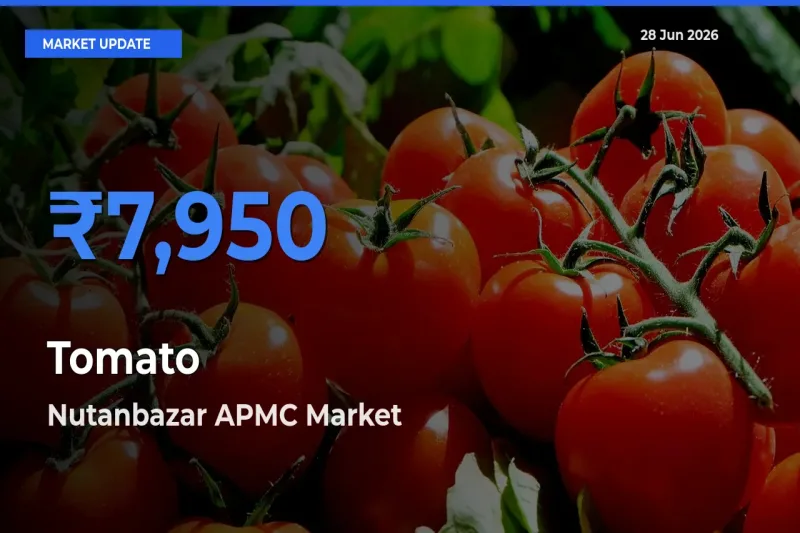 Tomato Mandi Rate Today: Nutanbazar APMC Tops the List