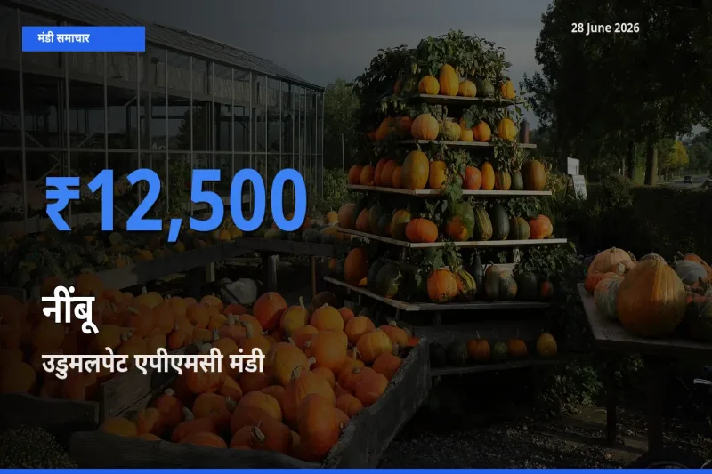 उडुमलपेट एपीएमसी मंडी में आज नींबू के सबसे ऊँचे दाम दर्ज