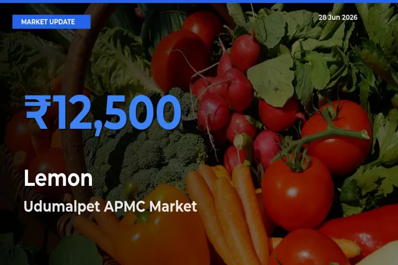Udumalpet APMC Offers ₹12,500 – Highest Lemon Rate Today