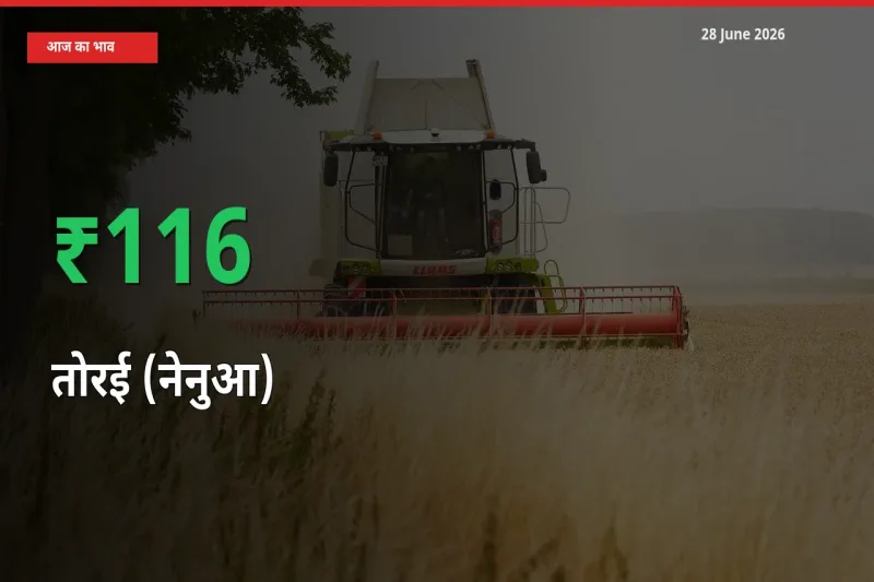 तोरई (नेनुआ) के दाम प्रमुख मंडी में 116.28% बढ़े, 24 घंटे में बड़ा बदलाव
