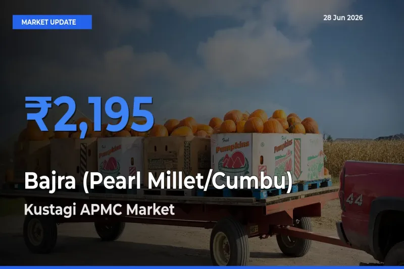 Kustagi APMC Tops Bajra (Pearl Millet/Cumbu) Rates – June 28 Market Update