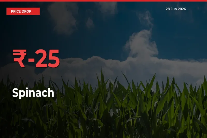 Why Spinach Prices Fell 25.04% in a Day at Mandis
