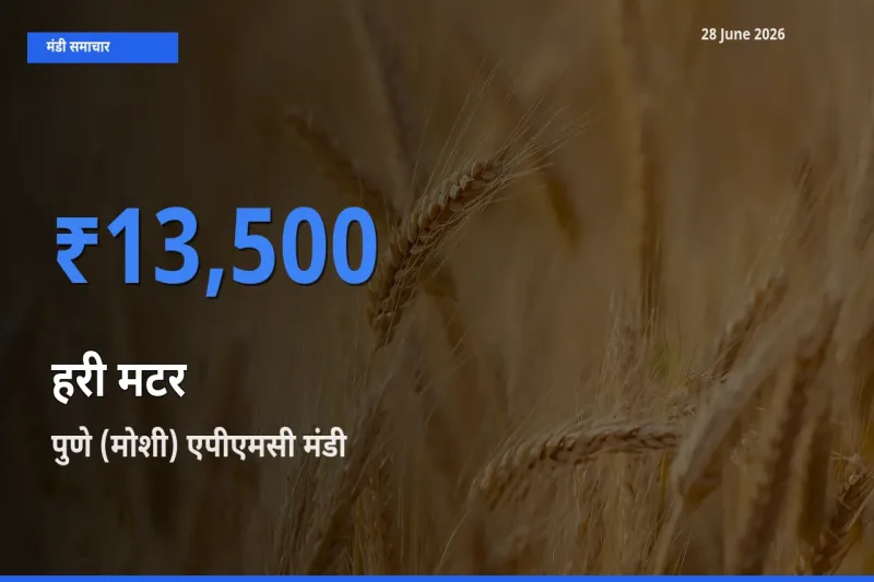 पुणे (मोशी) एपीएमसी मंडी में हरी मटर ₹13,500 पर पहुँचा – आज का सर्वोच्च भाव