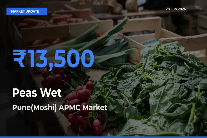 Pune(Moshi) APMC Leads as Top Mandi for Peas Wet Prices
