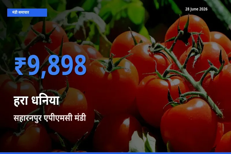 28 June अपडेट: हरा धनिया के सबसे ऊँचे दाम सहारनपुर एपीएमसी मंडी में