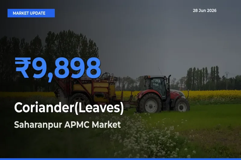 Saharanpur APMC Records Highest ₹9,898 Rate for Coriander(Leaves)