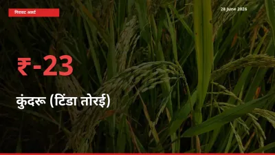 28 June अपडेट: कुंदरू (टिंडा तोरई) के दाम मंडी में 22.83% गिरे