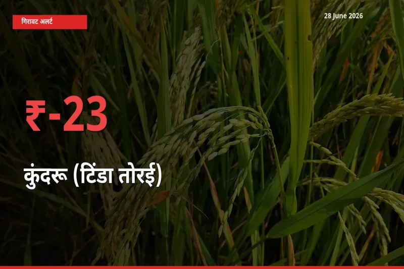 28 June अपडेट: कुंदरू (टिंडा तोरई) के दाम मंडी में 22.83% गिरे