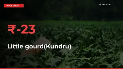 Why Little gourd(Kundru) Prices Fell 22.83% in a Day at Mandis